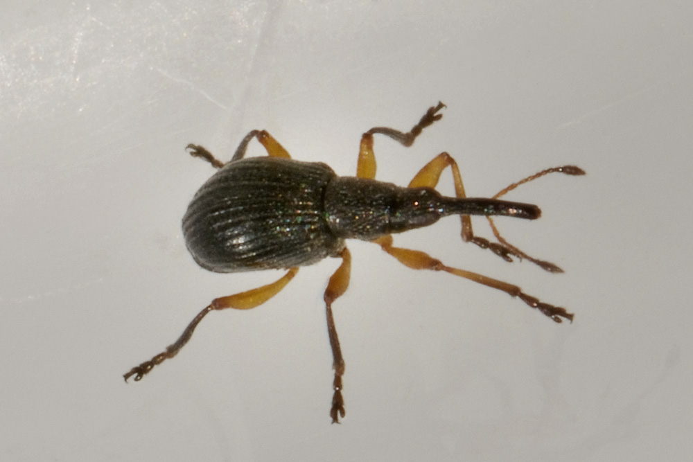 Protapion trifolii?
